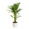 Kentia palm in Elho pot