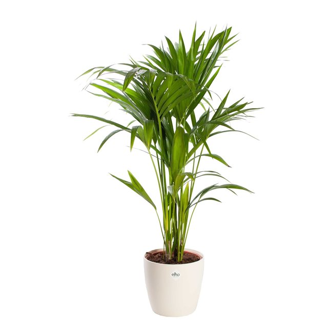 Kentia palm in Elho pot