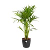 Kentia palm in Elho pot