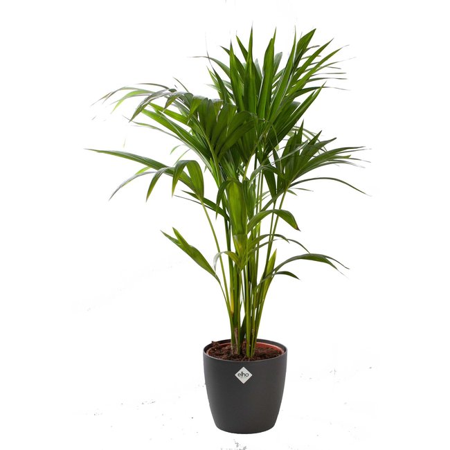 Kentia palm in Elho pot