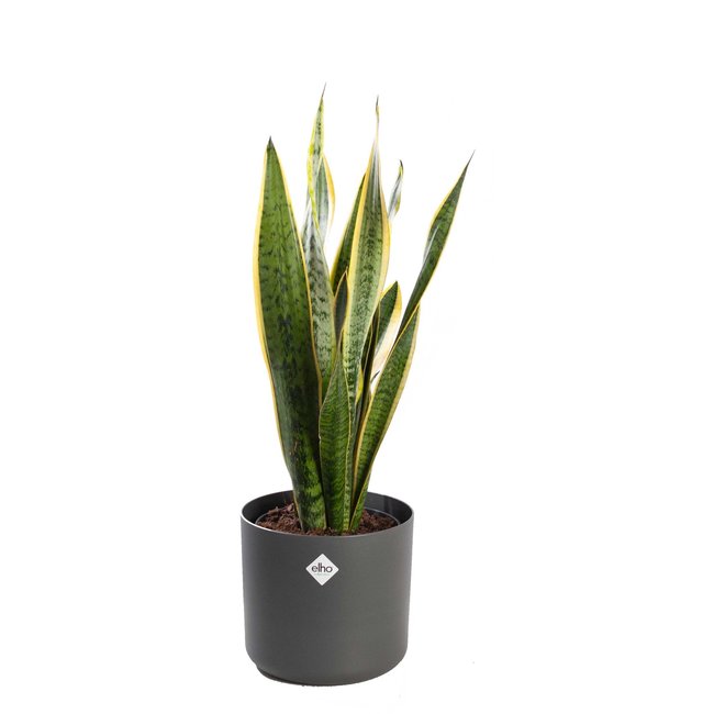 Sansevieria Laurentii in Elho b.for soft