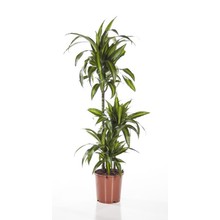 Dracaena Hawaiian Sunshine