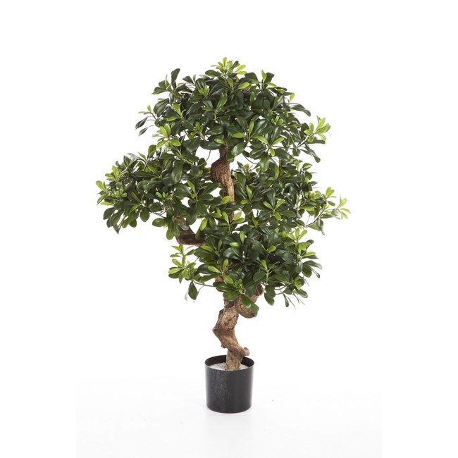 Pittosporum mountain kunstplant