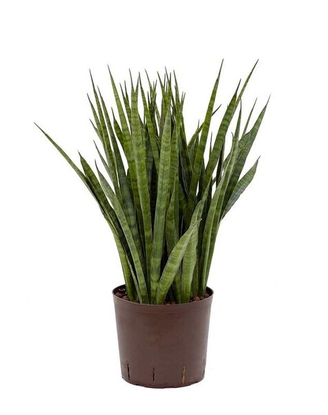 Hydroplant Sansevieria kirkii