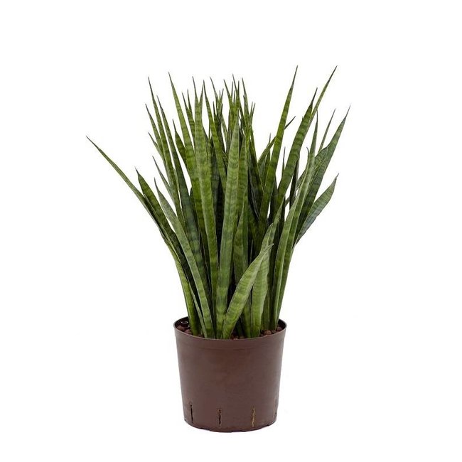 Hydroplant Sansevieria kirkii