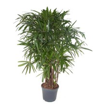 Dracaena Reflexa Zwaar Vertakt