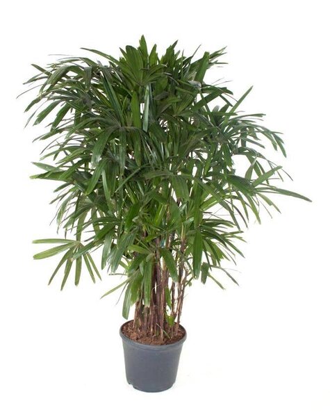 Dracaena Reflexa Zwaar Vertakt