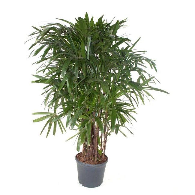 Dracaena Reflexa Zwaar Vertakt