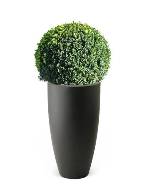 Elho Buxus Bol In Elho Pure Large Antraciet