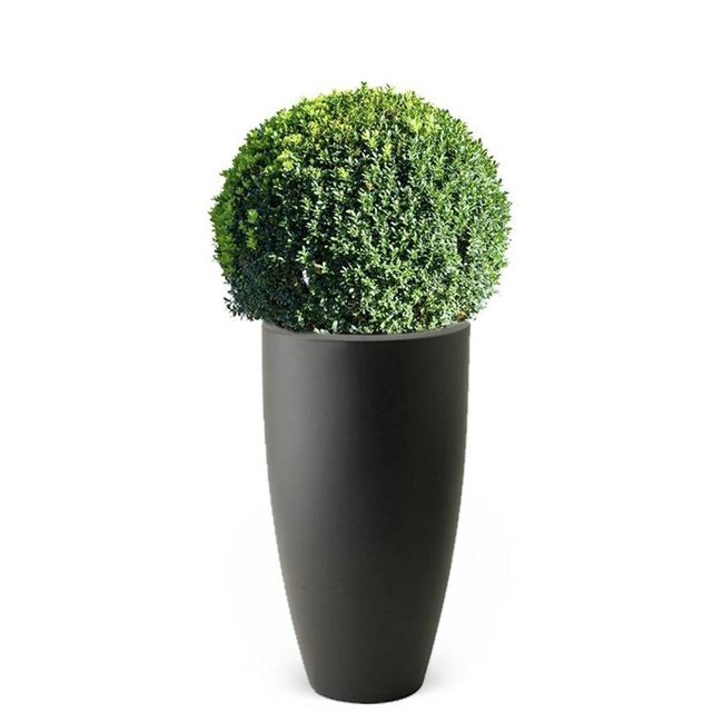 Buxus Bol In Elho Pure Large Antraciet