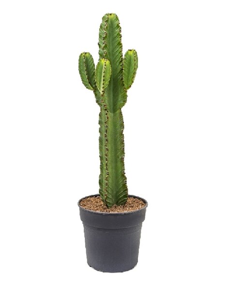 Euphorbia ingens L