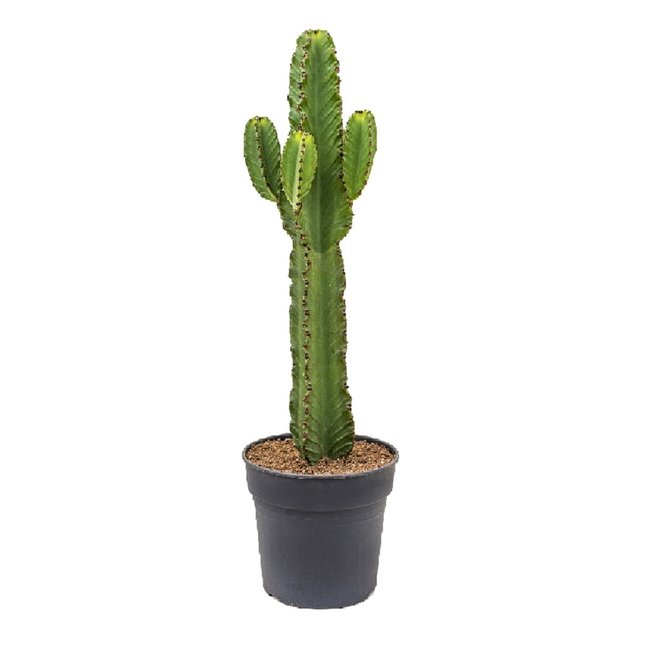 Euphorbia ingens L