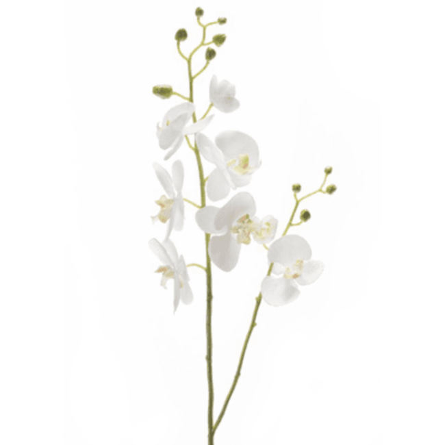 Phalaenopsis wit kunsttak L