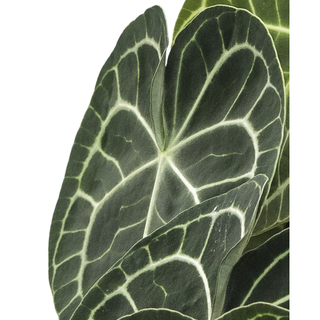 Anthurium clarinervium