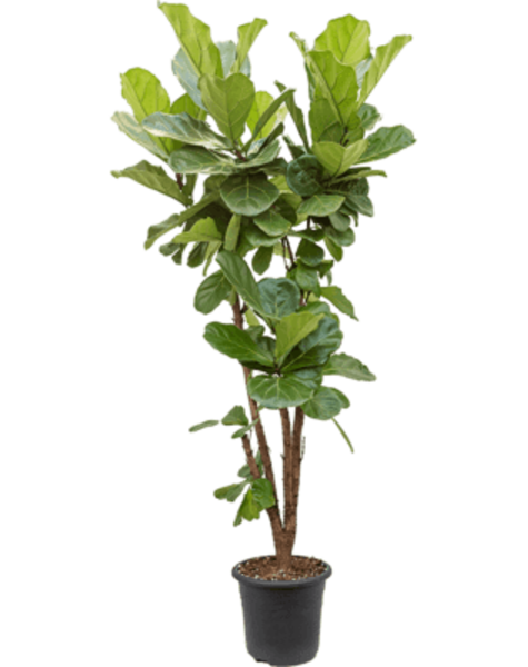 Ficus Lyrata