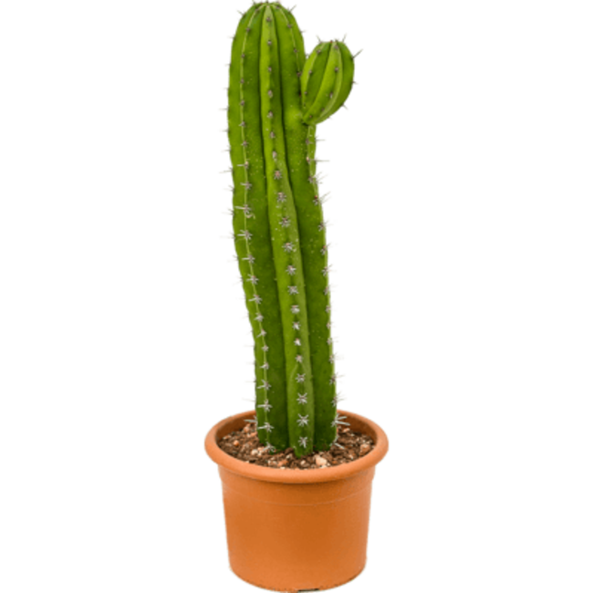 Polaskia cactus