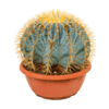 Ferocactus Bol