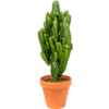 Euphorbia Acruensis