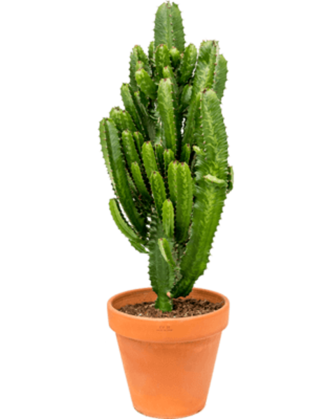Euphorbia Acruensis