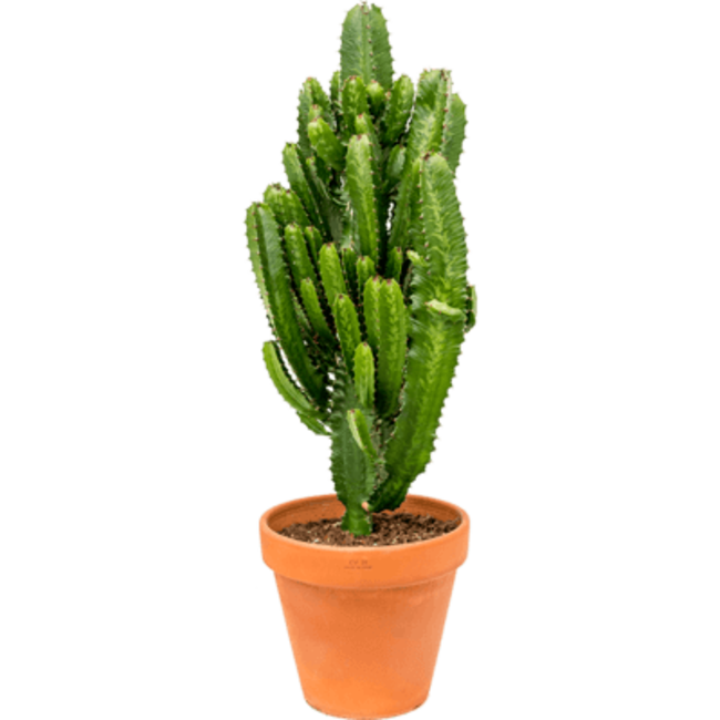 Euphorbia Acruensis