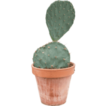 Opuntia