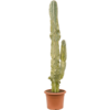 Euphorbia marmorata