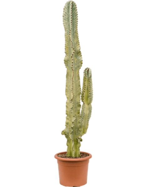 Euphorbia marmorata
