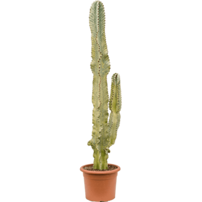 Euphorbia marmorata