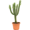 Opuntia Vestia