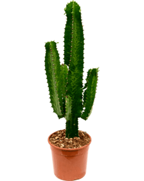 Euphorbia Tetra