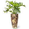Philodendron selloum in Coco pot