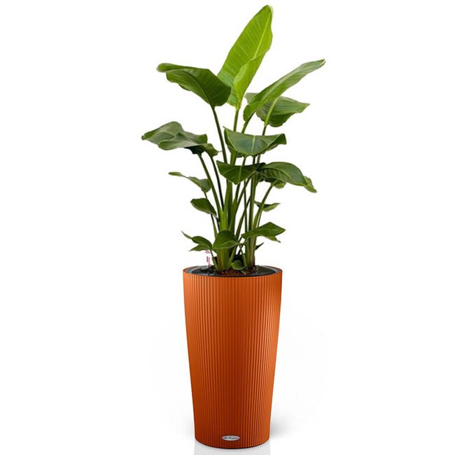 Strelitzia Nicolai in cilindro pot