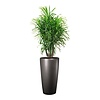 Dracaena Anita in Lechuza pot