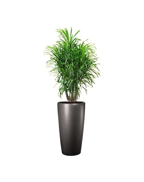 Lechuza Dracaena Anita in Lechuza pot