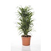 Dracaena Anita in Lechuza pot