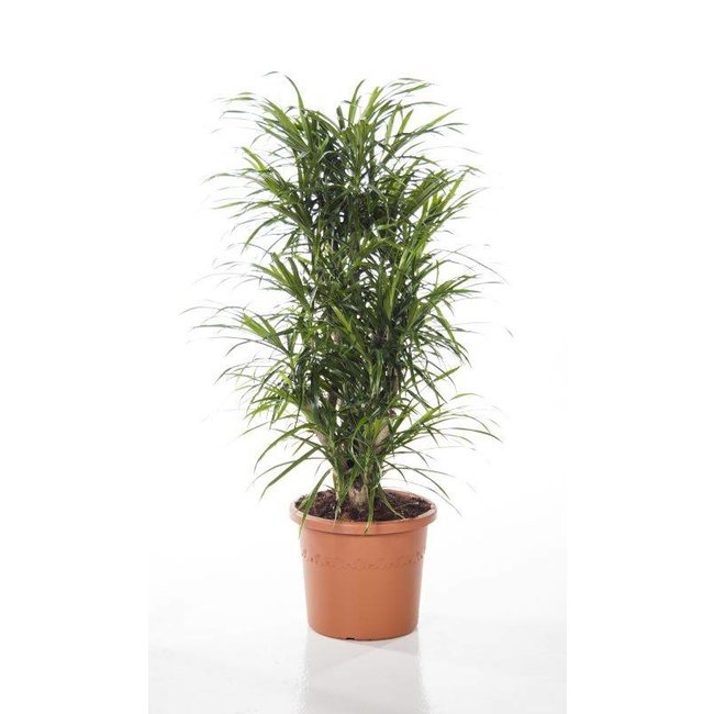 Dracaena Anita in Lechuza pot