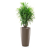 Dracaena Anita in Lechuza pot