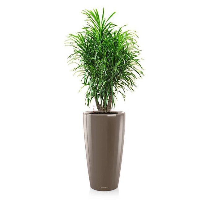 Dracaena Anita in Lechuza pot