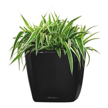 Lechuza spiderplant in zelfwatergevende pot