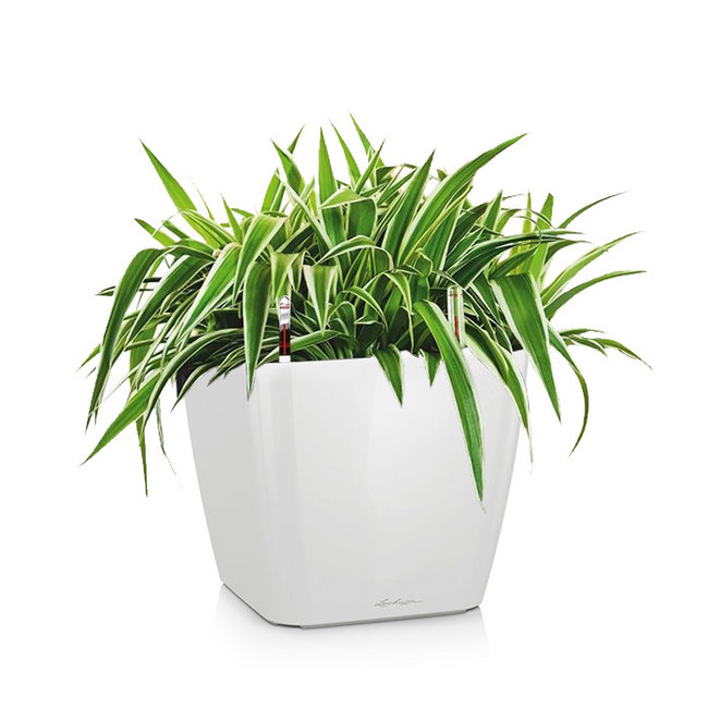 spiderplant in zelfwatergevende pot