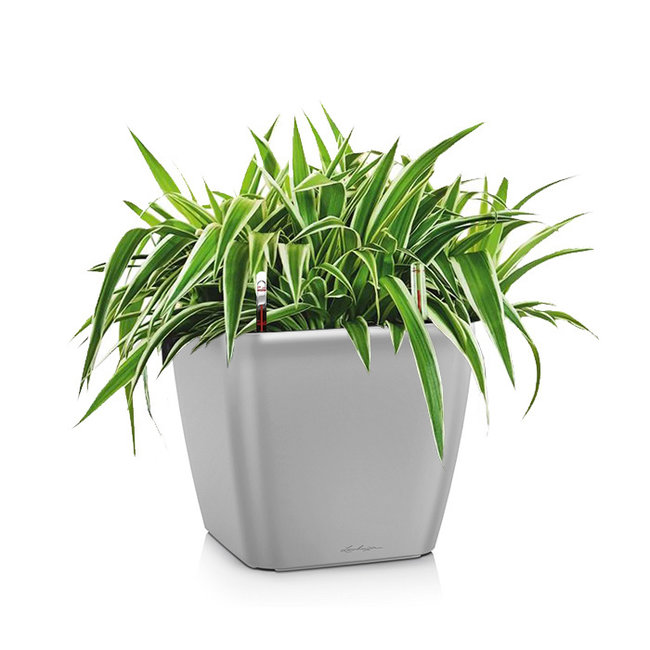 spiderplant in zelfwatergevende pot