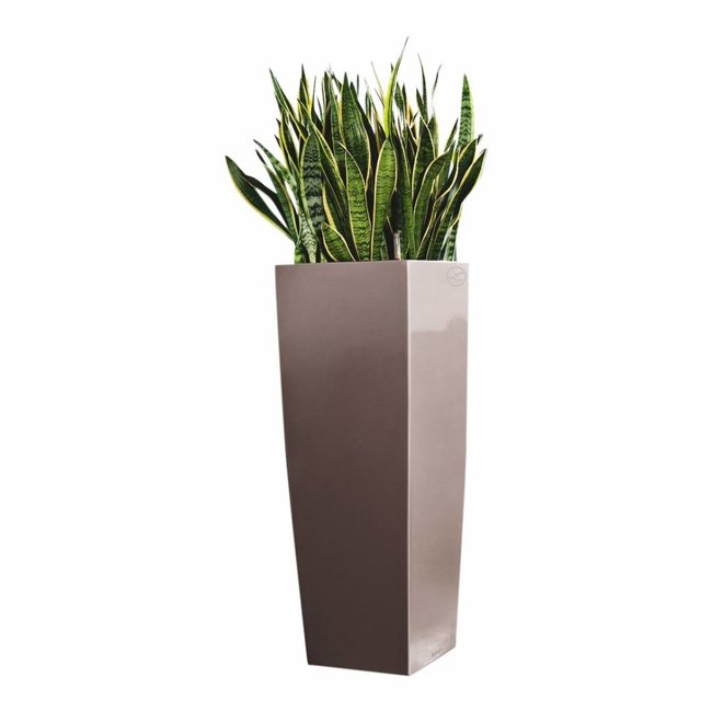 Sansevieria in zelfwatergevende pot