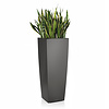 Sansevieria in zelfwatergevende pot