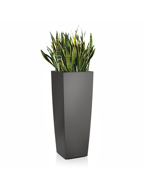 Lechuza Sansevieria in zelfwatergevende pot