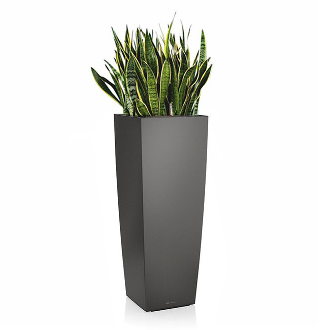 Sansevieria in zelfwatergevende pot