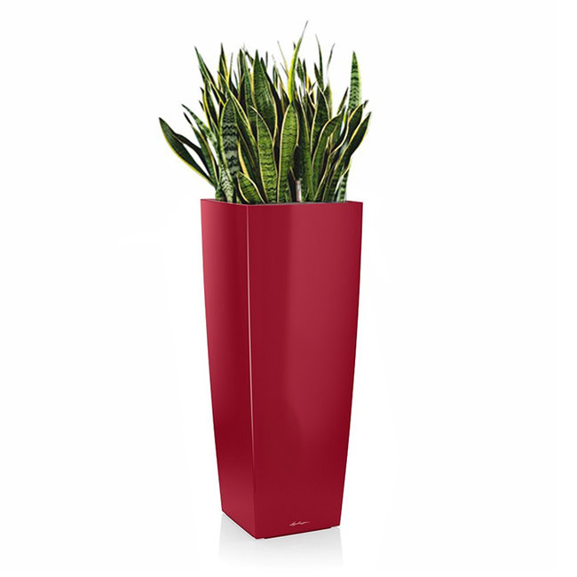 Sansevieria in zelfwatergevende pot