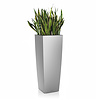 Sansevieria in zelfwatergevende pot