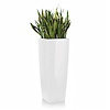 Sansevieria in zelfwatergevende pot