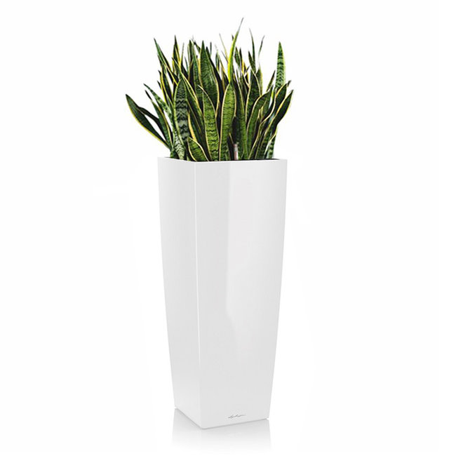 Sansevieria in zelfwatergevende pot