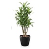 Dracaena lemon line in zelfwatergevende pot